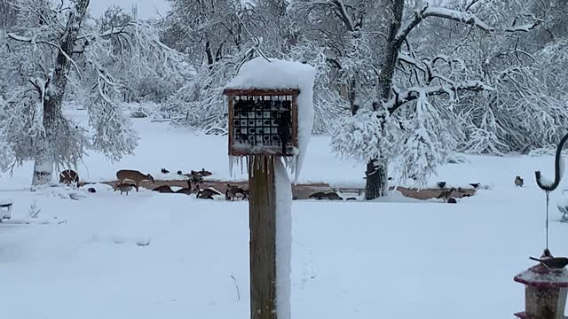 Animals Flock to this Woodland Backyard