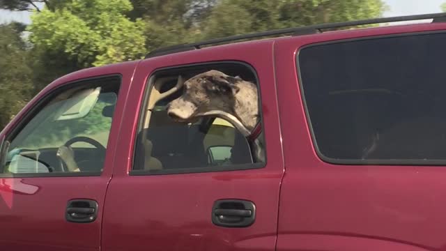 Great Dane on the Highway - Might Have Jowls Big Enough to Fly