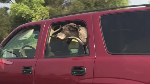 Great Dane on the Highway - Might Have Jowls Big Enough to Fly