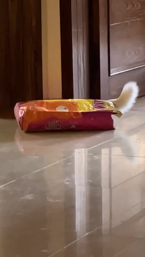Funny Animal - Cat- Yura Playing Hide & Seek
