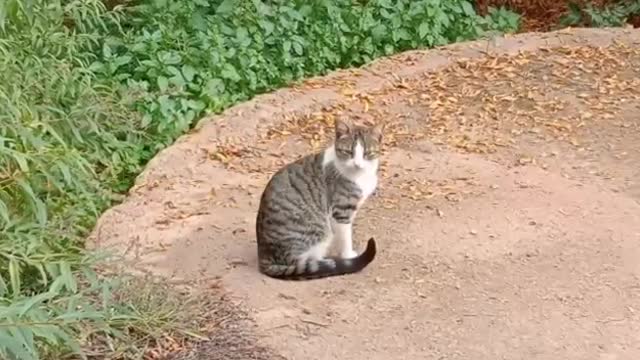 cats with expressive glasses