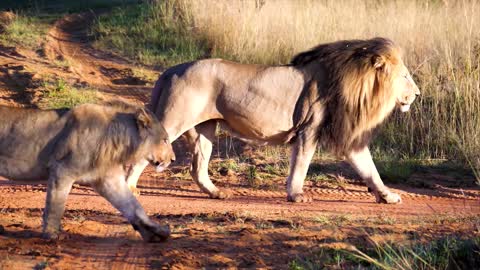 LION PROTECTING LIONESS