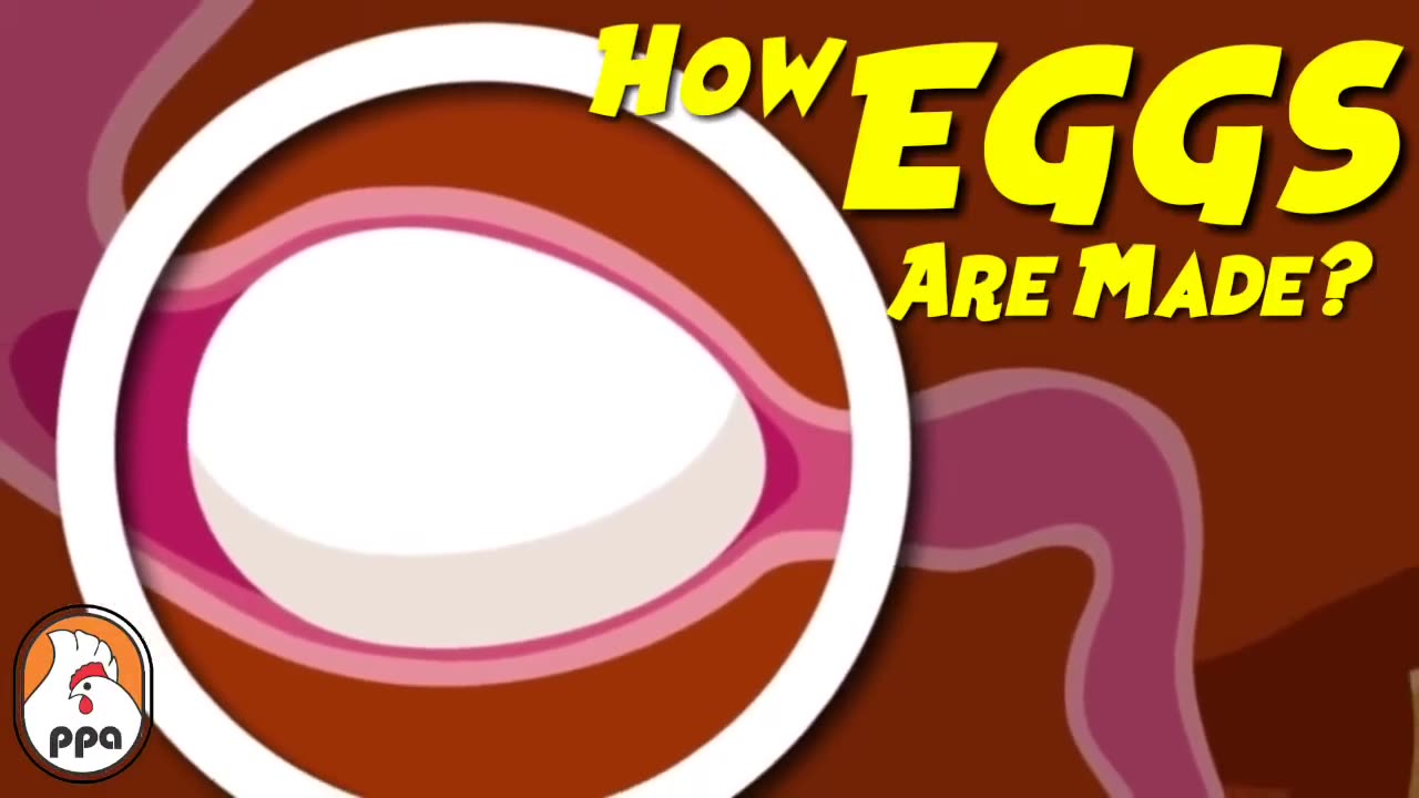 How EGGS Are Framed Inside The Chicken?