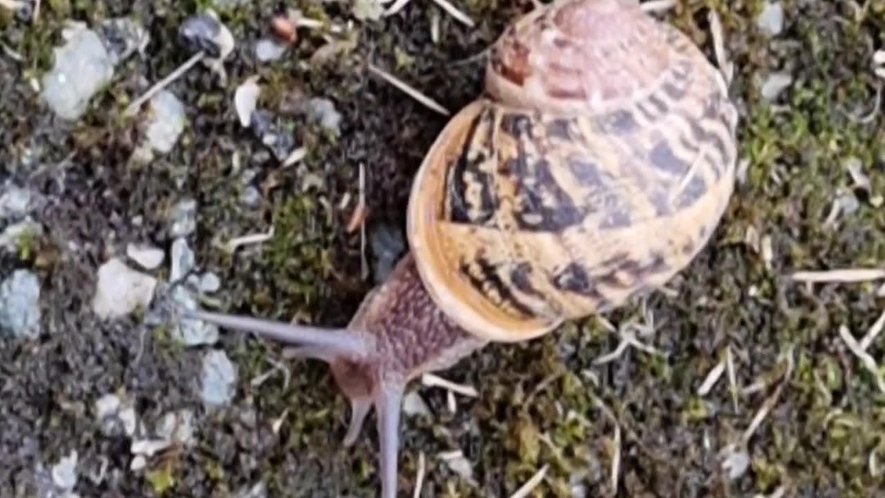 Beautiful Nice Snail In Great Britain.