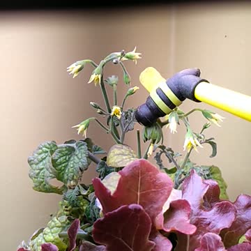 Bumblebee pollinating tomato plant