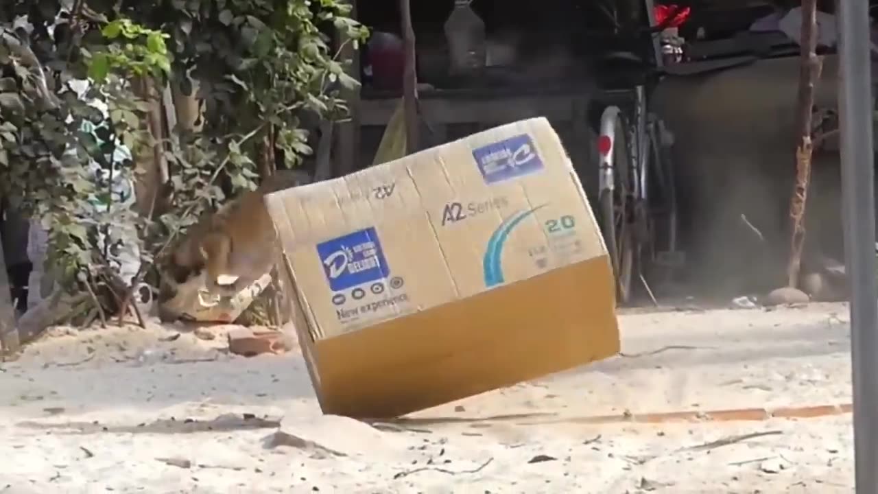 Prank dog with box