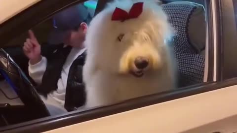 This Awesome 🤩 Dog Head Shaking & Bopping 😛To Music !