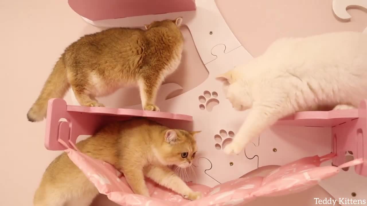 Kittens and Kittens Explore Their New Room of Their Own