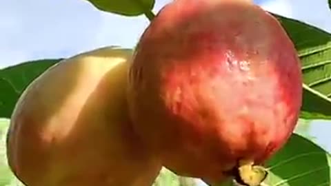 Fresh Guavas and Fish #farming #harvesting