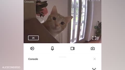 New funny Animals 😹