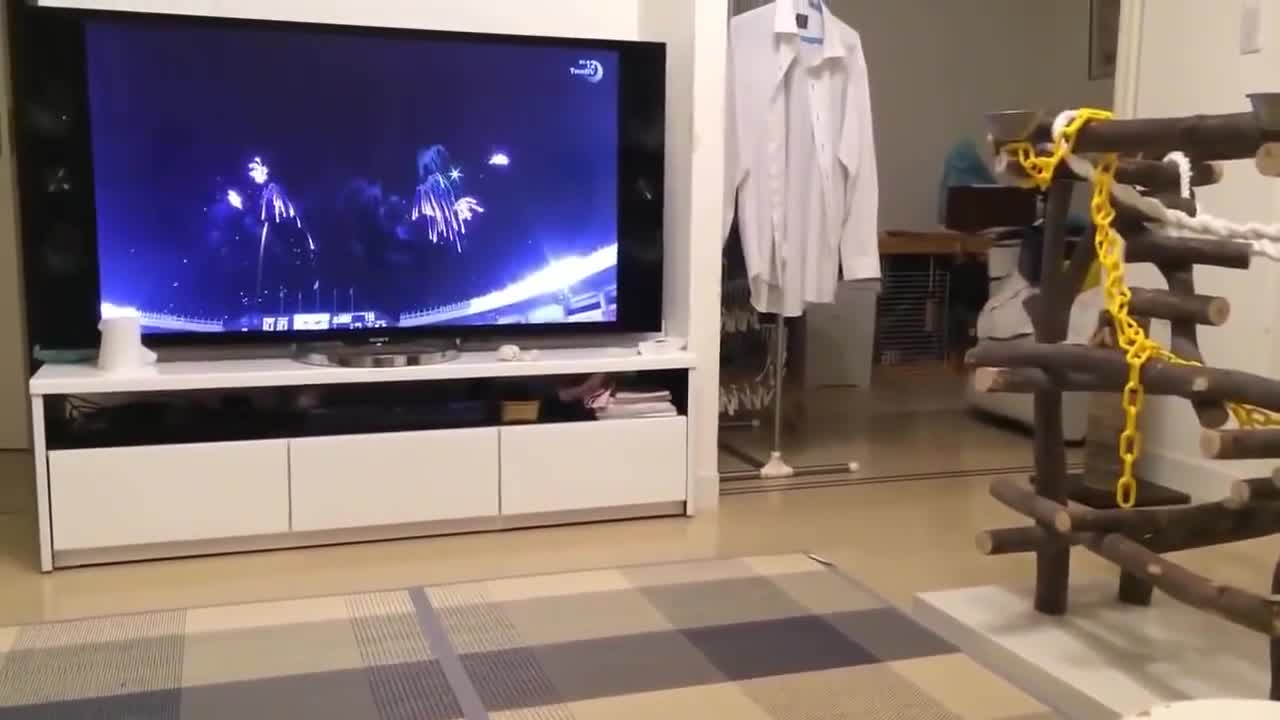 TOP 10 dog barking videos compilation 2021 ♥ Dog barking sound Funny dogs
