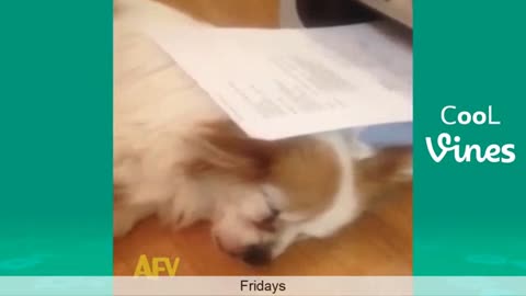 Cat dog funny videos part2