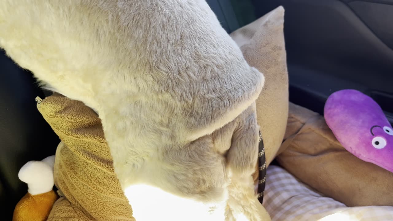 Puppy, Dog, Tail