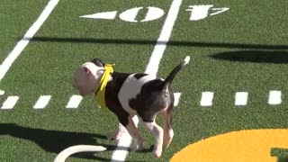 Puppy Bowl XII — Live in San Francisco #1