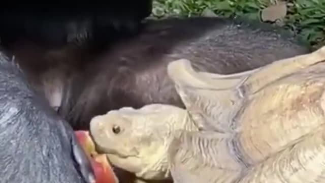 Monkey Feeding A Turtle Cute and Funny Animals