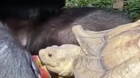 Monkey Feeding A Turtle Cute and Funny Animals