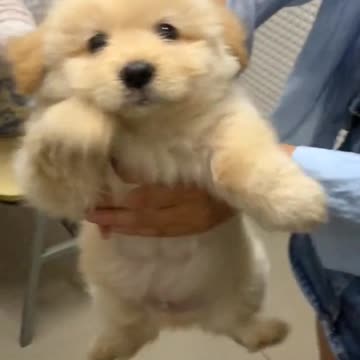 Cute puppy,😊🐕❤️