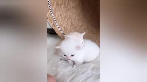 20 minutes of adorable cats and kittens videos to keep you smiling