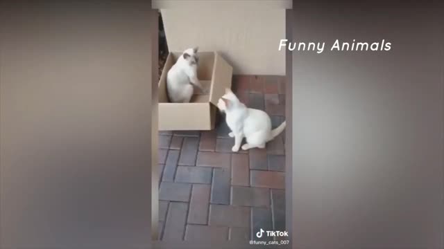 Best Funny Animal || Funny Cat 1/10