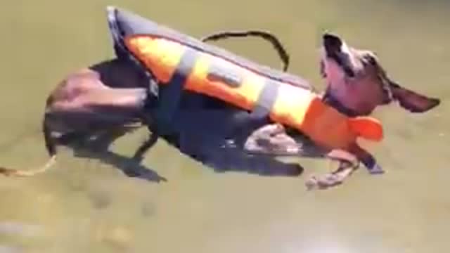 Dog realizes he floats - chills out in the water