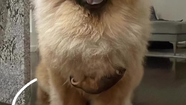 Pup Makes Friends with Baby Possum