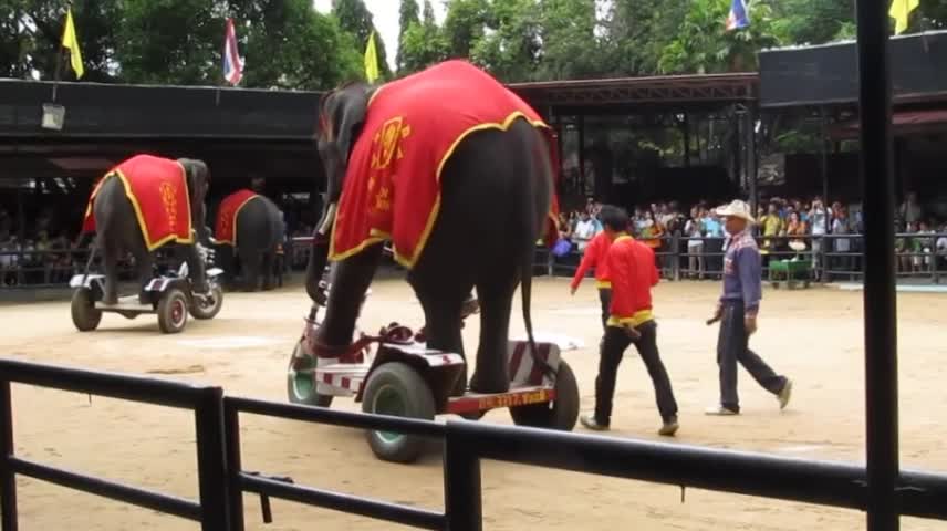 IOI 2011- The Elephant Show - Riding the Bicycle