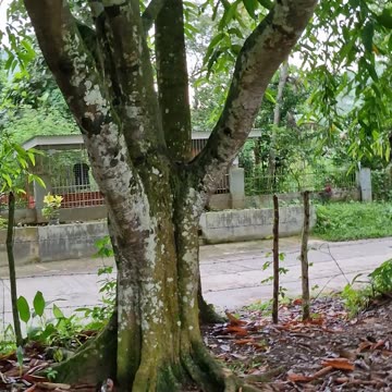 The use of Tabon-Tabon to prepare kinilaw in the Philippines dates back at least 1000 years!!