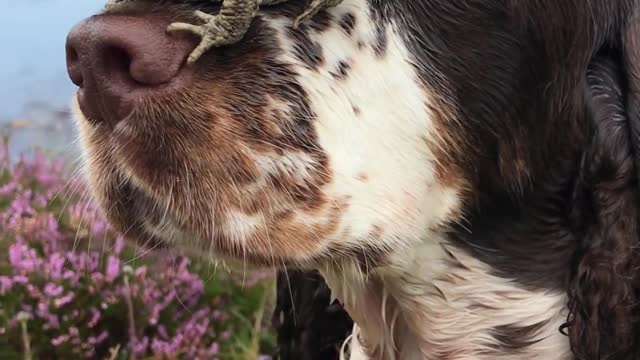 Dog Lets Frog Sit on Their Nose While They Rest at Bank of River
