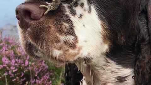 Dog Lets Frog Sit on Their Nose While They Rest at Bank of River