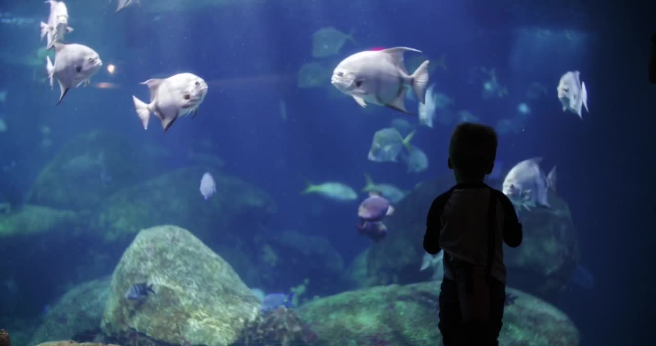 The child who amazed😳 the world with the great aquarium