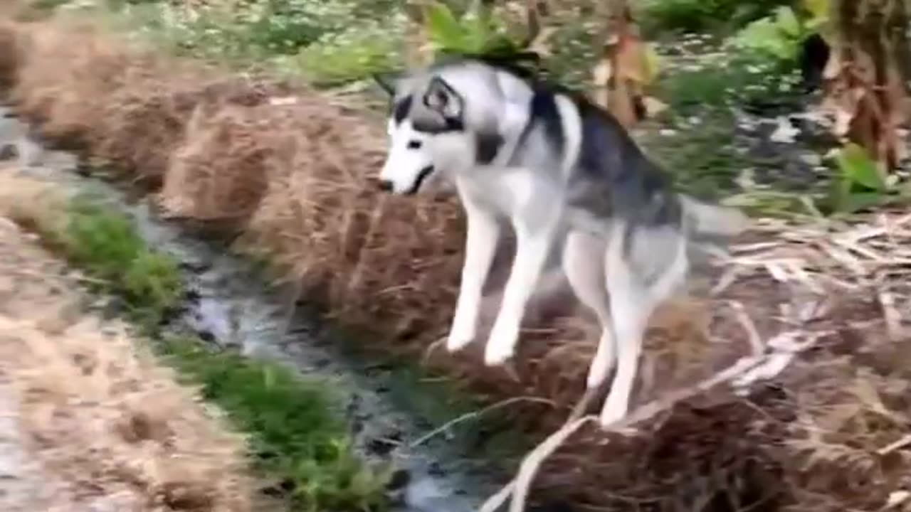 The jumping movement of a puppy.