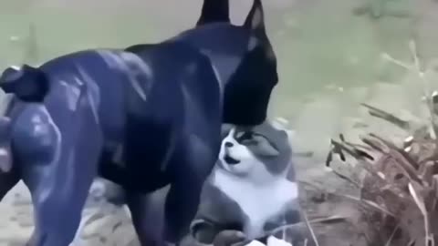 cats are strong💪😎