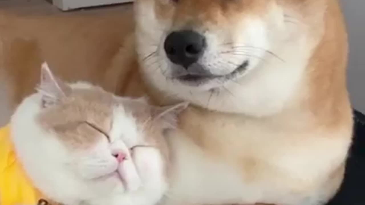 Cute cat and dog video