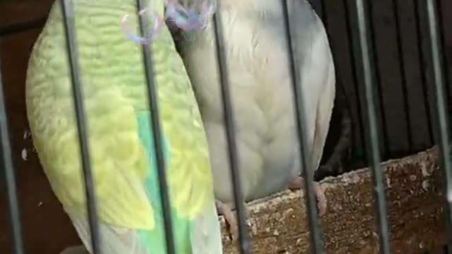 My dad would take showers with his parakeet