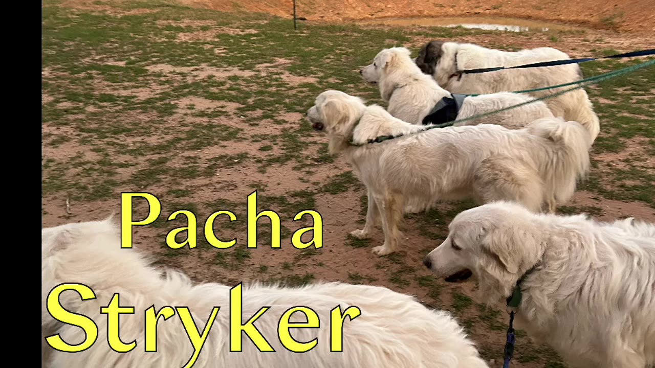 Which dog is the leader of this pack?