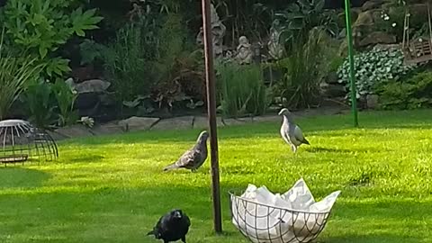 Cheeky Crow Feeds Pigeon Friends