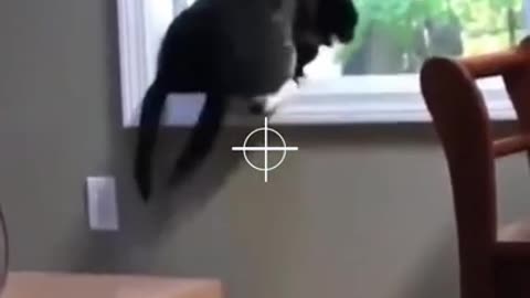 funny cat compilation