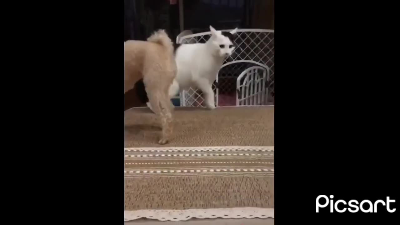 Funny Pet animals Video part 4 🐶🐱🤣