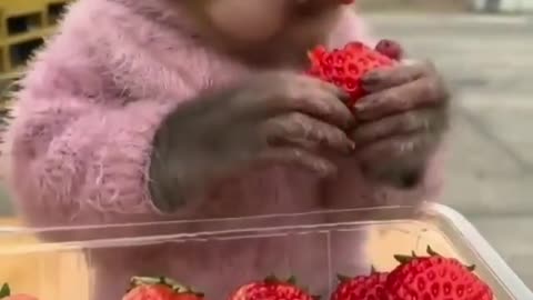 Monkey eating video