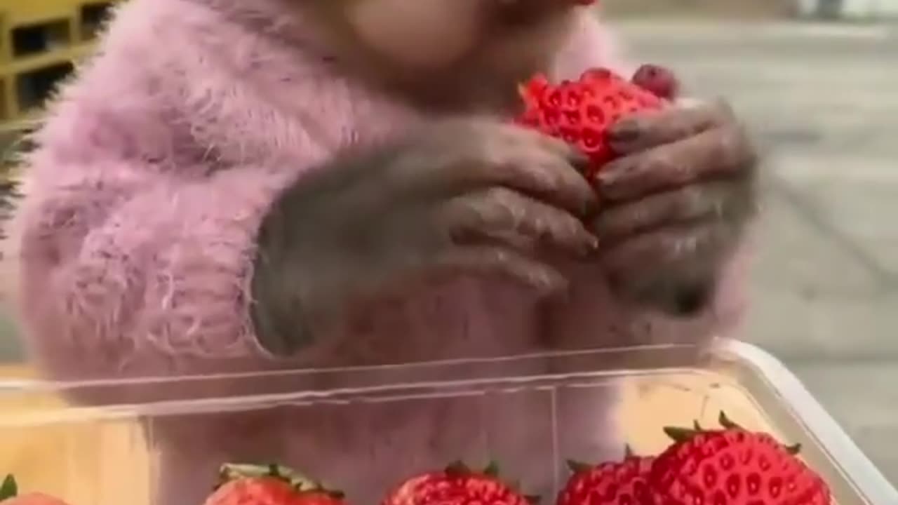 Monkey eating video