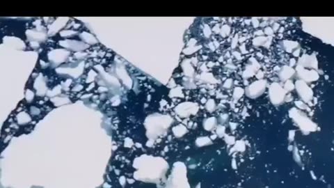 News Break: Orca