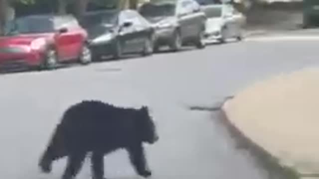 Bear Runs Around on the Streets of North Carolina