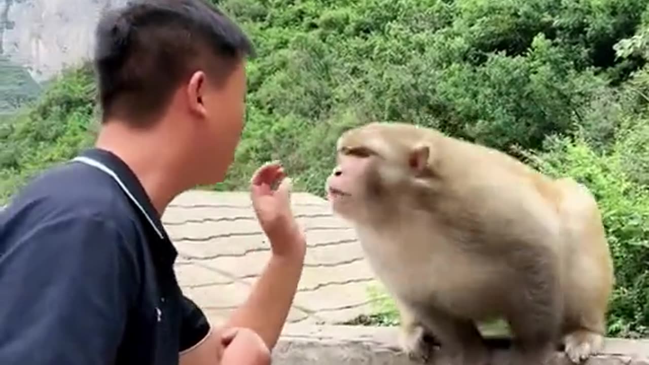 Monkey play with man