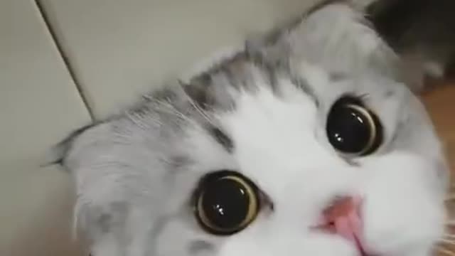 Cat hiccups are so cute