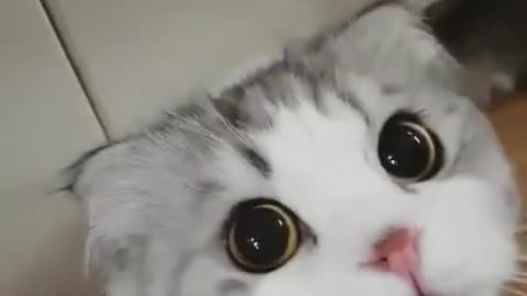 Cat hiccups are so cute