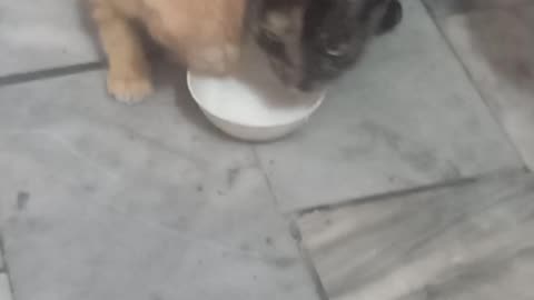 Cat and kitten having milk 🥛 time