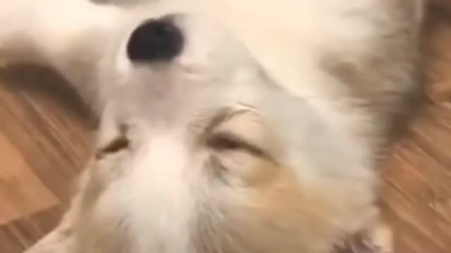 Puppy