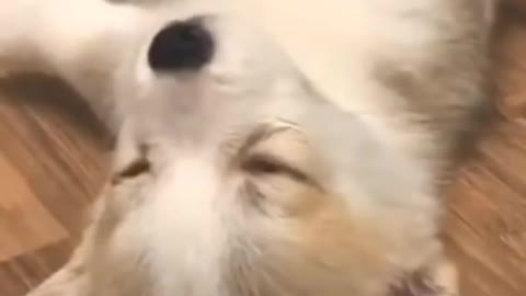 Puppy