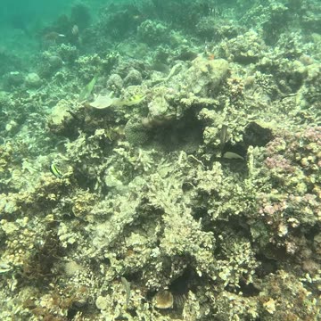 A Snorkeling Adventure Awaits!