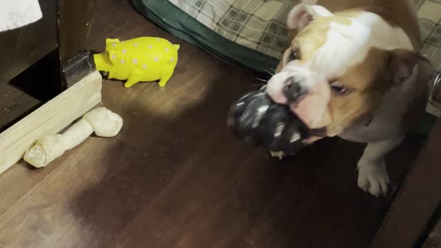getting the treat out
